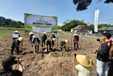 Ditjen Perkebunan Kementan Siapkan Varietas Tebu Panjalu, Dukung Suksesnya Swasembada Gula Nasional 
