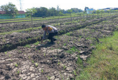 Bhabinkamtibmas Wonoayu Ajak Petani Optimalkan Lahan Jagung