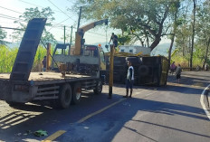 Oleng, Truk Ngguling Tabrak Pohon Asam, Kernet Luka dan Anak Ayam Semburat 
