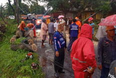 Jember Diterjang Badai, 15 Rumah Rusak dan Belasan Pohon Tumbang, TRC BPBD Berjibaku di Lokasi Bencana