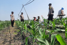 Polsek Bringin Sambang Petani, Dukung Ketahanan Pangan Nasional di Ngawi 