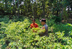 Bhabinkamtibmas Desa Krompol Aktif Monitoring Pekarangan Bergizi, Dukung Ketahanan Pangan di Ngawi