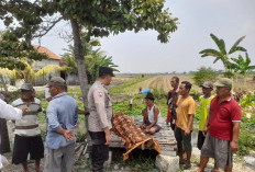 Lansia Lamongan Tewas Mendadak Saat Cari Rumput di Pinggir Jalan