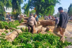 Sidoarjo Dilanda Angin Kencang, Pohon Tumbang Lukai 2 Pemotor