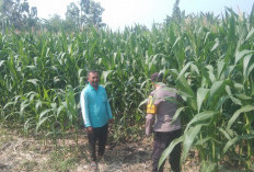 Bhabinkamtibmas Pangkur Monitoring Jagung Dukung Ketahanan Pangan di Ngawi