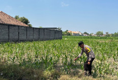  Dukung Ketahanan Pangan, Polsek Lumajang Kota Cek Pertumbuhan Jagung