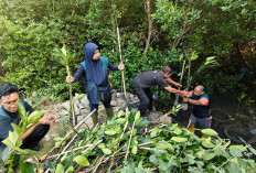 TPS Salurkan 3.000 Bibit Mangrove untuk Hijaukan Pesisir Sontoh Laut Surabaya
