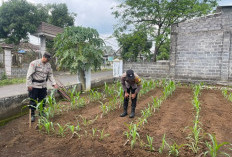 Bhabinkamtibmas Kalisemut Dampingi Petani Dukung Ketahanan Pangan di Lumajang
