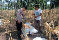 Bhabinkamtibmas Desa Bangunrejo Ngawi Monitoring Lahan Jagung Warga, Dukung Ketahanan Pangan Nasional
