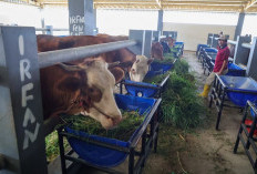 RPH Osowilangun Minim Air, Pasokan Daging Surabaya Tetap Aman
