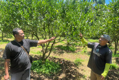 Resahkan Petani, Dua Pencuri Ratusan Kilogram Jeruk di Poncokusumo Diringkus Polres Malang