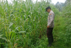 Kawal Program Asta Cita, Polsek Pronojiwo Pantau Pertumbuhan Jagung Petani
