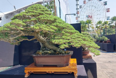 Kontes Bonsai Nasional Lamongan Tampilkan 682 Koleksi, Ada Santigi Ditaksir Rp2 Miliar