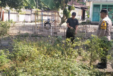 Bhabinkamtibmas Kedunggalar Monitoring Budidaya Cabai, Dukung Ketahanan Pangan di Ngawi 
