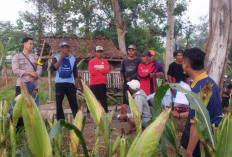 Dukung Program Asta Cita, Bhabinkamtibmas Polsek Tekung Dampingi Petani Sukseskan Ketahanan Pangan