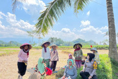 Sambang Sawah, Kapolsek Kalisat Semangati Petani Jagung Wujudkan Swasembada Pangan