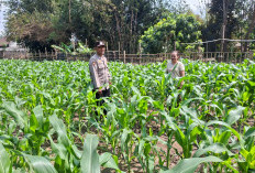 Kawal Program Asta Cita, Bhabinkamtibmas Yosowilangun Dampingi Petani dan Cek Lahan Jagung