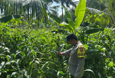 Bhabinkamtibmas Polsek Ranuyoso Cek Pekarangan Pangan dan Tanaman Jagung Warga