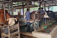 Kasus PMK di Ngawi Merebak, Pemprov Jatim Pastikan Situasi Terkendali