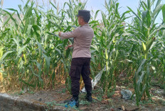 Dukung Asta Cita Presiden, Polsek Jatiroto Intensif Awasi Tanaman Jagung