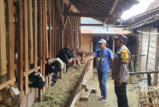 Bhabinkamtibmas Padas Monitoring Peternakan Kambing Warga, Dukung Ketahanan Pangan di Ngawi