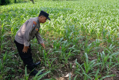 Sinergi Ketahanan Pangan, Polsek Lumajang Kota Tinjau Lahan Jagung Warga