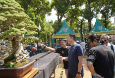 Hari Bhayangkara Ke-80, 700 Bonsai dari Nusantara hingga Malaysia Ramaikan Situbondo