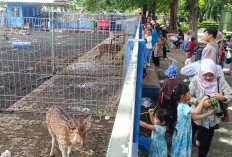 Libur Sekolah, Taman Flora Surabaya Jadi Destinasi Favorit Wisata Keluarga