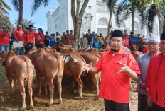 Wujud Kepedulian, MH Said Abdullah Bagikan 298 Sapi Kurban di Wilayah Madura