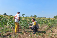 Bhabinkamtibmas Tamanan Dampingi Petani Dorong Ketahanan Pangan dan Swasembada Nasional