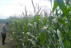 Kawal Ketahanan Pangan, Bhabinkamtibmas Polsek Rowokangkung Dampingi Warga Tanam Jagung
