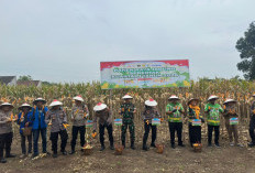 Polres Pasuruan Panen Jagung Serentak Bersama Kapolri di Kuartal I 2026, Tegaskan Komitmen Ketahanan Pangan