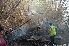 Lamongan Membara, Bambu dan Kandang Hangus, Sapi Nyaris Panggang