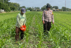 Dukung Ketahanan Pangan, Bhabinkamtibmas Bakungtemenggungan Optimalkan Lahan Jagung