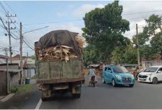 Truk Angkutan Limbah Kayu di Lumajang Rawan Picu Kecelakaan