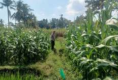 Bhabinkamtibmas Polsek Kedungjajang Cek Tanaman Jagung Petani, Dukung Swasembada Pangan