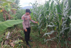 Dukung Ketahanan Pangan Nasional, Polsek Tempursari Pantau Sektor Pertanian Jagung