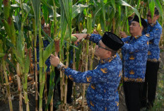 Kalapas Malang Turun Langsung Panen Perdana Jagung Manis Bersama Warga Binaan di Area Brandgang