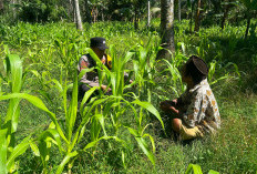 Wujudkan Ketahanan Pangan Nasional, Polsek Ranuyoso Dampingi Petani Jagung