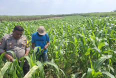 Dukung Ketahanan Pangan, Polsek Bareng Jombang Pantau Langsung Tanaman Jagung Petani di Desa Ngerimbi