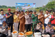 Panen Raya Jagung Kuartal III di Balongbendo, Wujud Nyata Swasembada Pangan Nasional