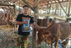 Dikepung Warga, Maling Sapi di Nguling Pasuruan Gagal Beraksi