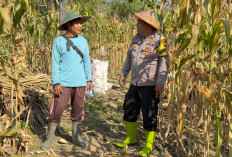 Bhabinkamtibmas Karangtengah Monitoring Jagung Warga, Perkuat Ketahanan Pangan