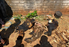 Kandang Ternak Warga Gresik Ludes Terbakar akibat Pembakaran Sampah, Tiga Kambing Mati