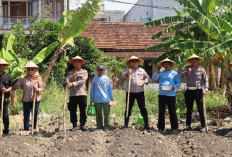 Polres Pelabuhan Tanjung Perak Tanam Jagung Manis di Tambak Wedi Dukung Asta Cita