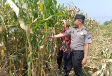 Wujud Ketahanan Pangan dari Kolaborasi Polisi dan Petani di Kecamatan Tarik