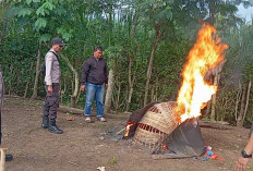 Polisi Musnahkan Arena Judi Sabung Ayam di Kalipare Malang
