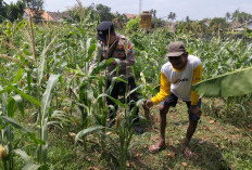 Polsek Jatiroto Cek Ketahanan Pangan Jagung di Lahan Warga
