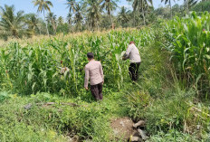 Dukung Ketahanan Pangan, Polsek Pasrujambe Pantau Lahan Pertanian Jagung