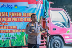 Bukan Sekadar Panen, Polres Jember Pastikan Jagung Petani Punya Kepastian Pasar